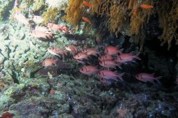 Roter Soldatenfisch (Myripristis murdjan)